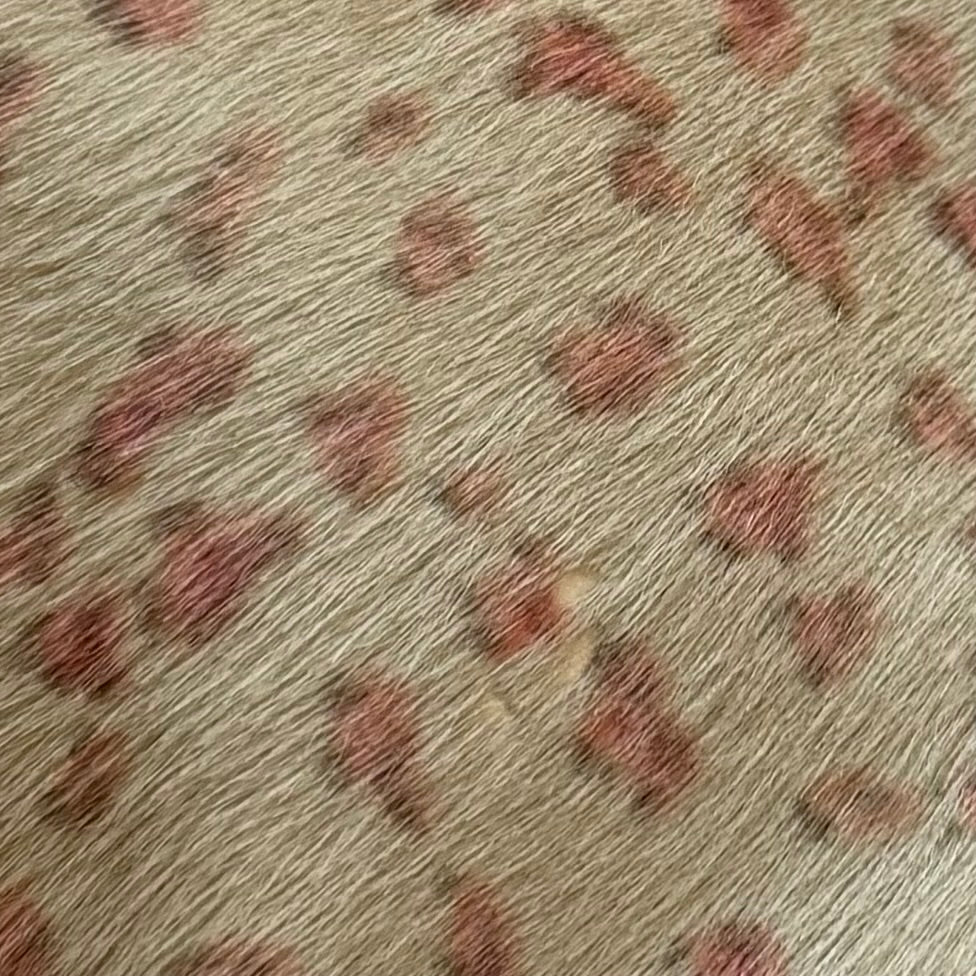 Bottega Veneta SS2000 XL Leopard Bag