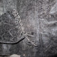 Emporio Armani SS2003 Grey Leather Jacket